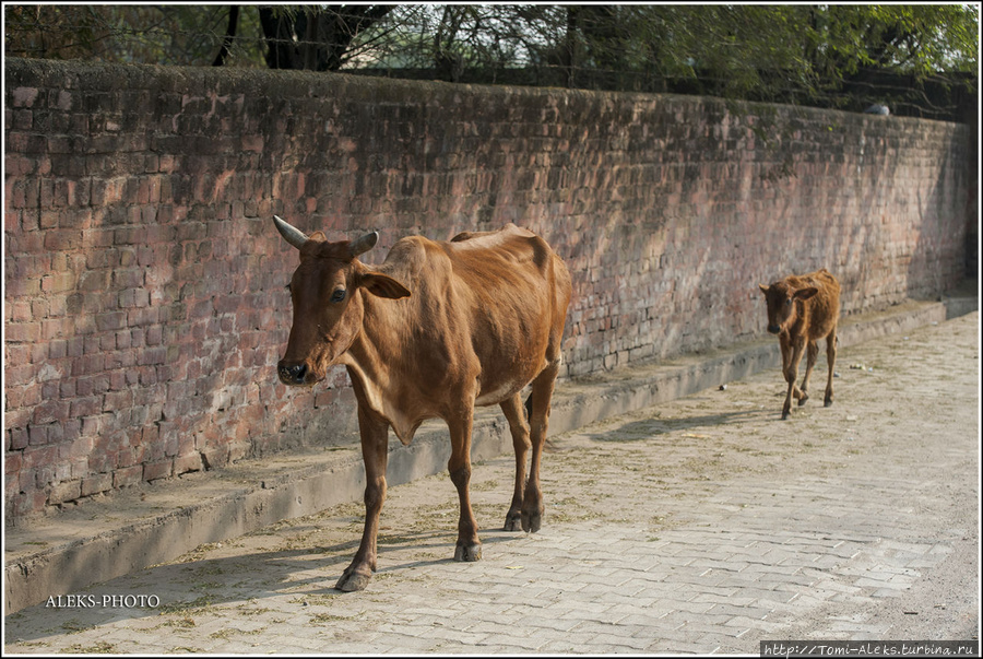 Запросто так по улице вышагивают коровы. Забой коров в индуизме — табу. Отсюда и название священная корова. Корова олицетворяет для индийцев святость, чистоту, изобилие, а так же — является символом бескорыстного жертвования. Ведь молочные продукты наряду с овощами и хлебом — основа рациона большинства индийцев. Агра, Индия