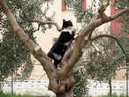 Почему-то кошки любят сидеть на деревьях...