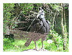 Казуар.Местные жители Новой Гвинеи место обитания птицы, называют касу вери что в переводе называется рогатая голова