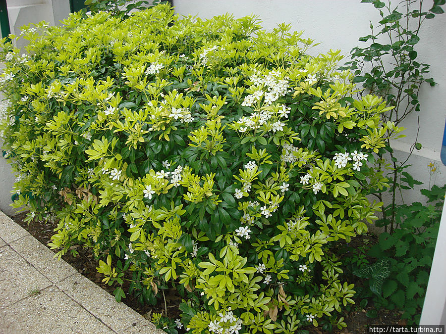 Все утопает в зелени Все утопает в зелени