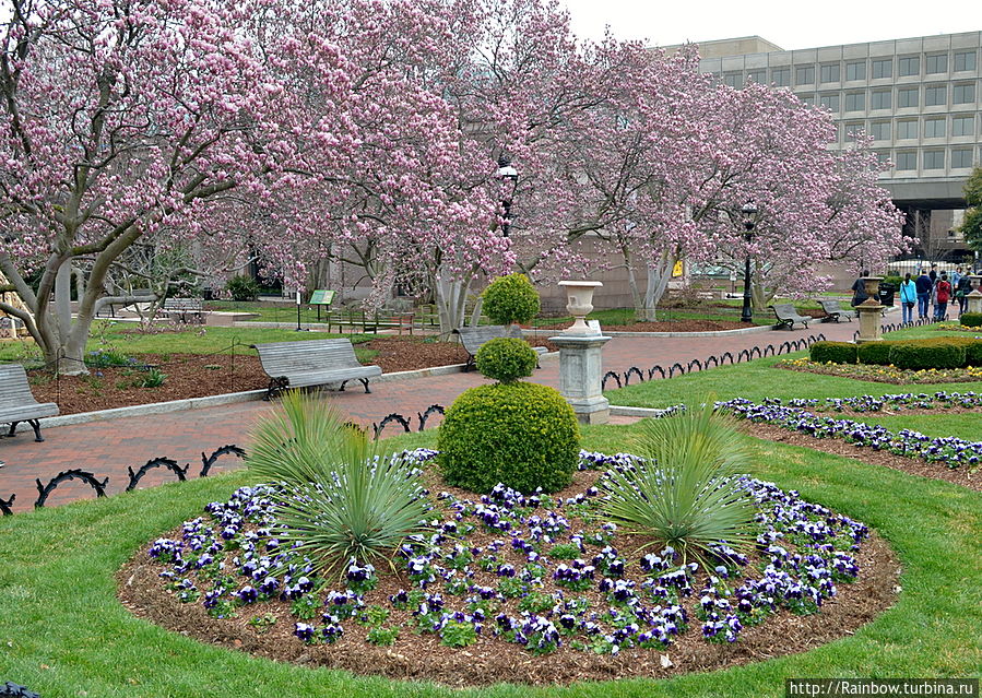 Магия  цветения Вашингтон, CША