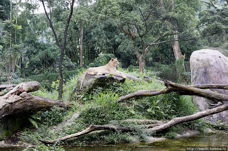 Львица. Она у них главная. Львица. Она у них главная.