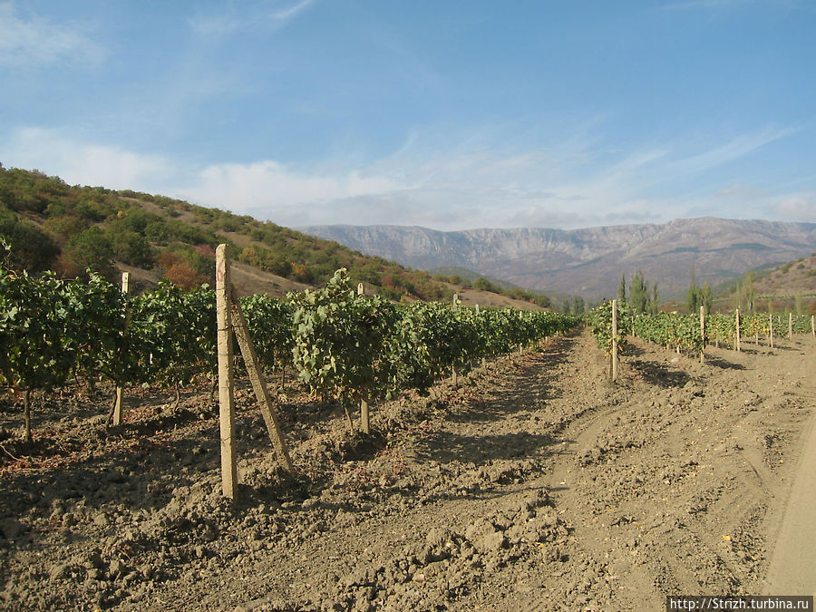 В октябре полно винограда на полях, но есть его немытым не стоит, иначе будешь как я бегать искать туалет) В октябре полно винограда на полях, но есть его немытым не стоит, иначе будешь как я бегать искать туалет)