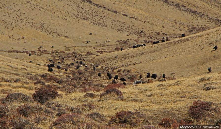 элемент разнообразия — стадо домашнего скота Запретное Королевство Мустанг, Непал