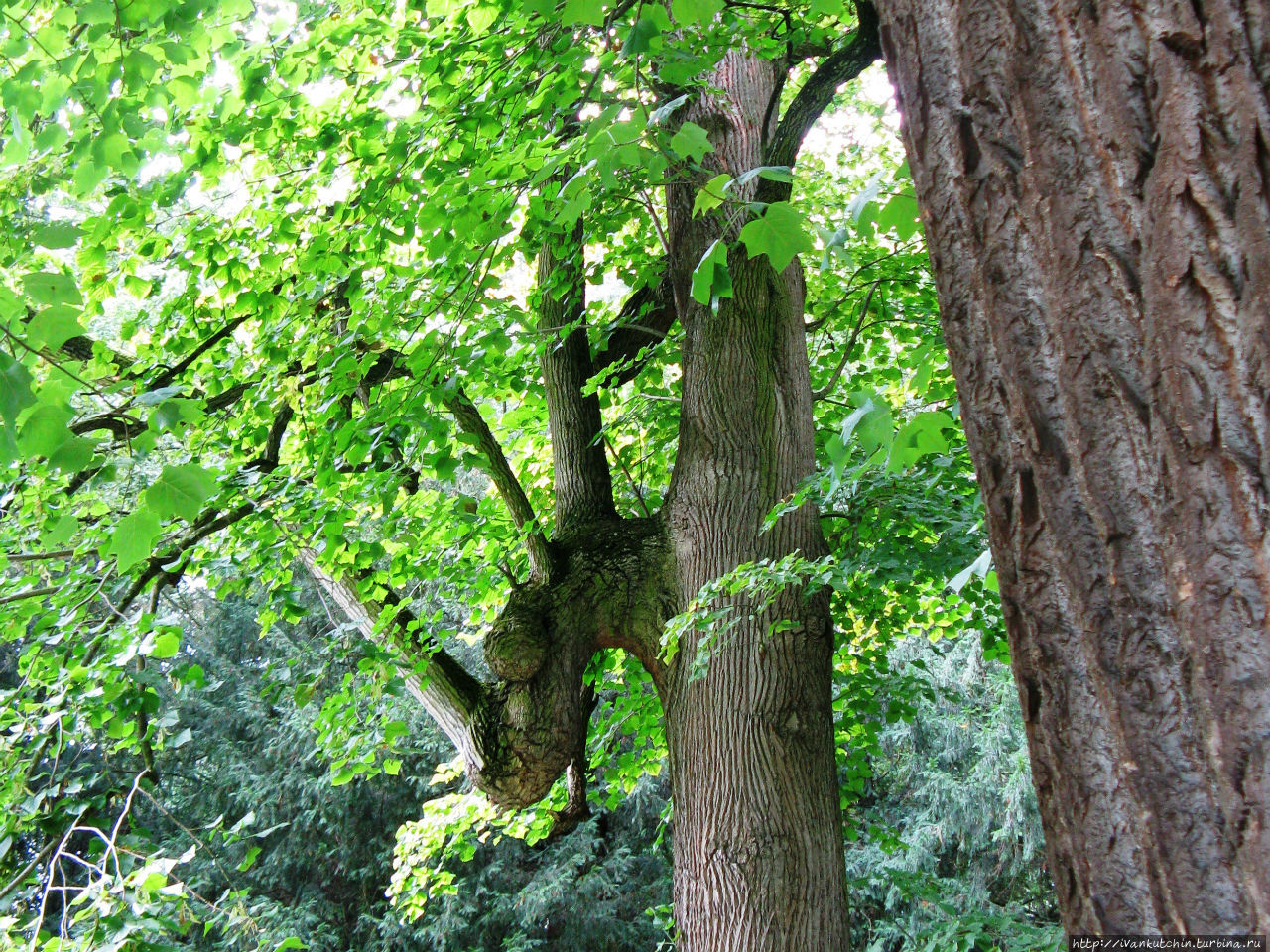 Замковый парк в Леднице — минарет и плавба Леднице, Чехия Замковый парк в Леднице — минарет и плавба Леднице, Чехия