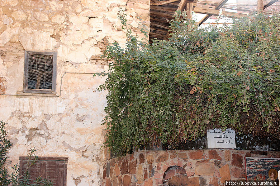 А вот и Оно... Растение, которое открыло нашу ДЕНДРОКРУГОСВЕТКУ.. Монастырь Святой Екатерины, Египет