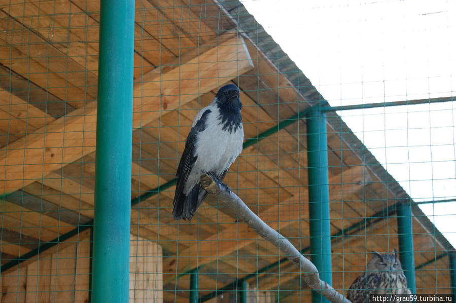 Ворона серая Хвалынский Национальный Парк, Россия