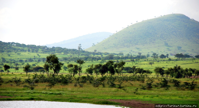 Вот они — Зеленые холмы Африки! Найроби, Кения