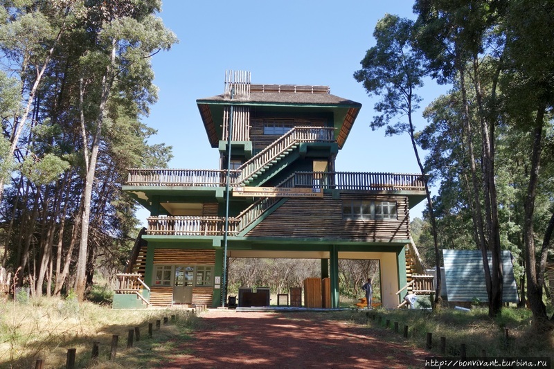 лес Менагеша / Menagesha Suba Forest Park