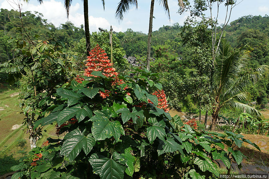 Цветок приветствия. Цветок приветствия.