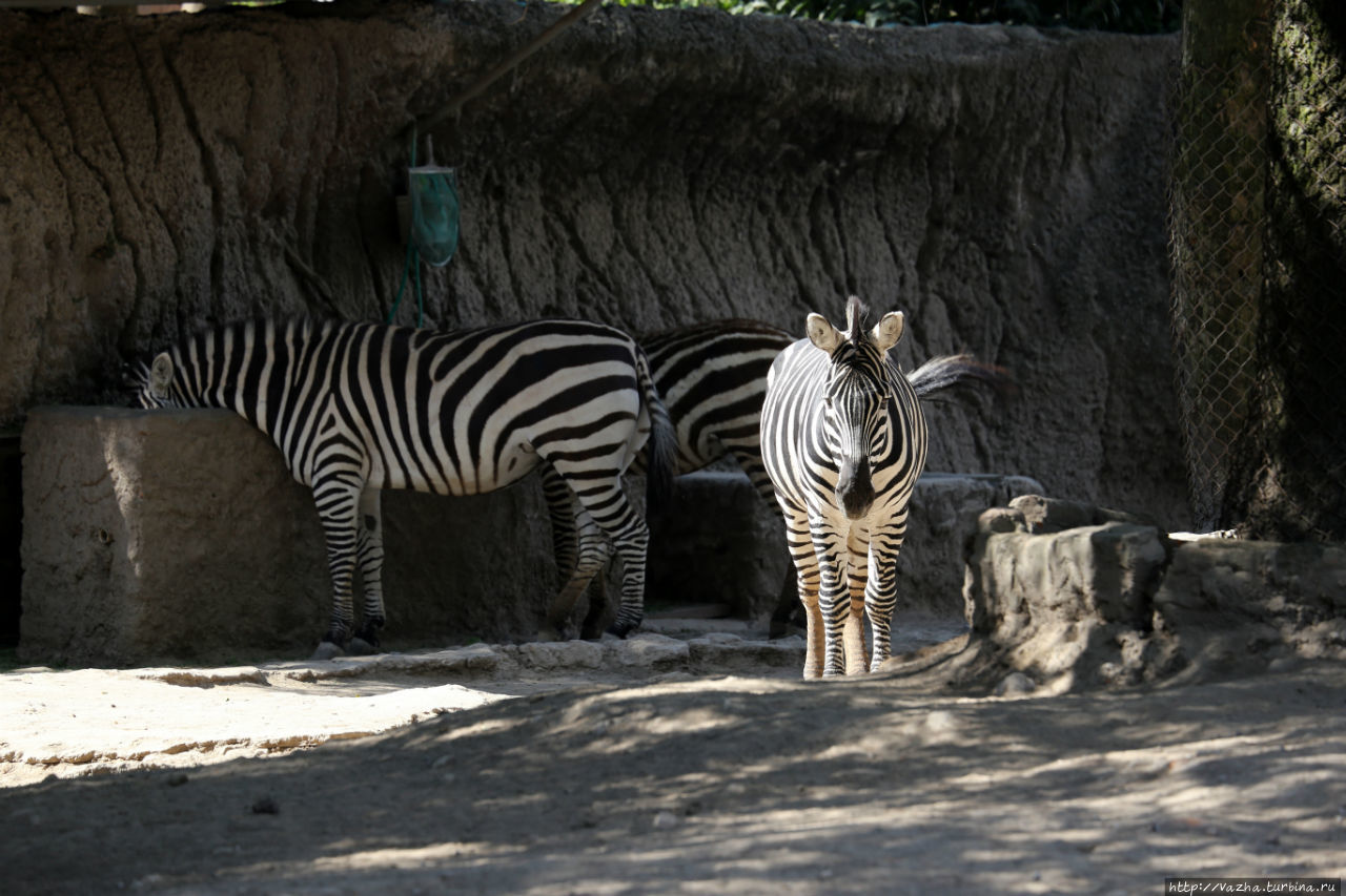 Животные в зоопарке Мехико Мехико, Мексика