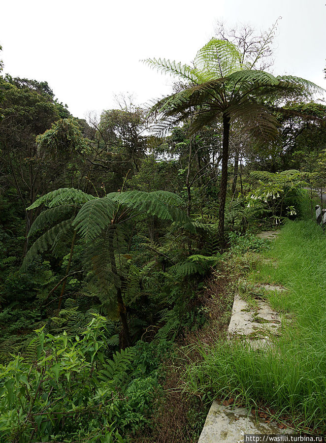 Древовидные папоротники. Древовидные папоротники.