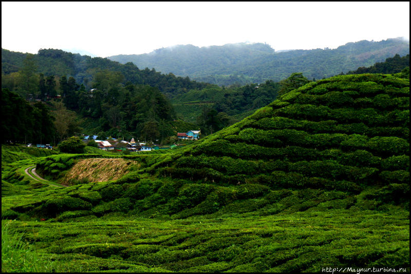 Про  чай,  клубнику,  моховой  лес  и   остальное... Танах-Рата, Малайзия