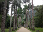 В Ботаническом саду в Рио-де-Жанейро