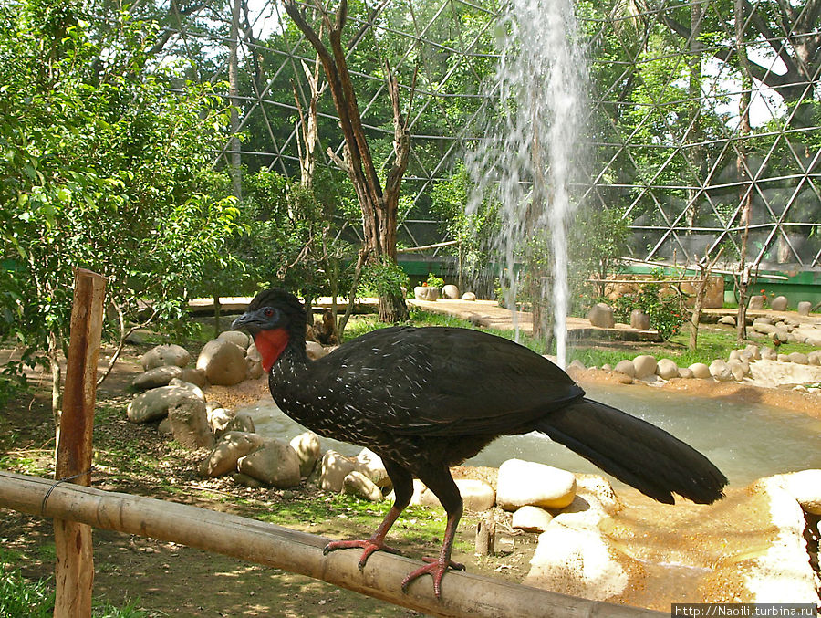Зоопарк в парке-музее Ла Вента Вильяэрмоса, Мексика