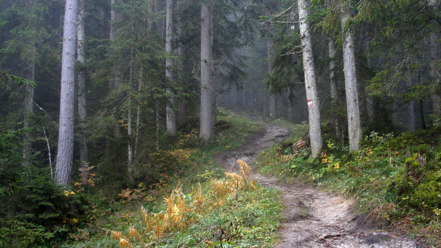 Часть МТВ трассы, которая проходят рядом с трамплином дает возможность уйти в туманный лес Рамзау-ам-Дахштайн, Австрия