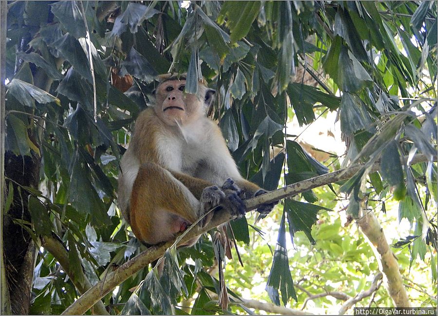 На другом дереве обосновались макаки... Анурадхапура, Шри-Ланка