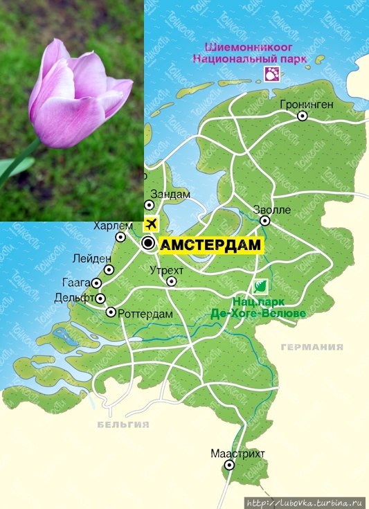 Тюльпан — Национальный Цветок   Турции и Нидерландов Кёкенхоф, Нидерланды
