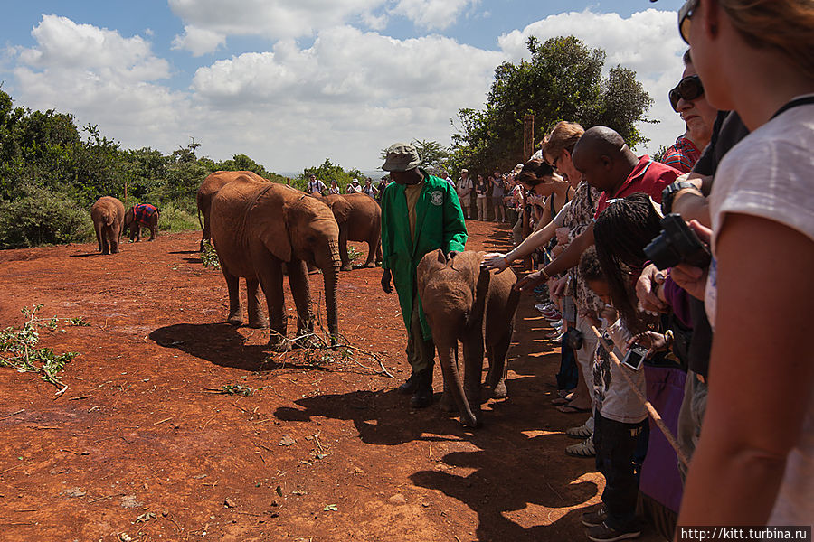 Работники центра не препятствуют, но следят за безопасностью.
Общение слонов с туристами строго ограничено одним часом, чтобы животные оставались дикими и смогли нормально существовать на воле. Найроби, Кения