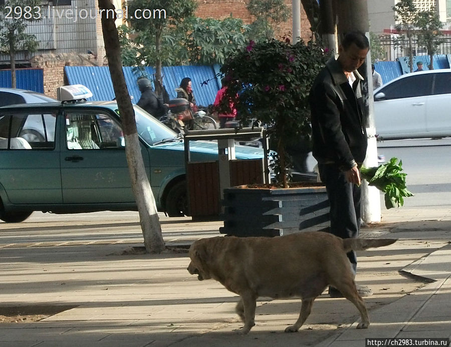 Это редкость — большая собака. Которую хозяин хочет потренировать с утра, пока на парковке есть место. Китай
