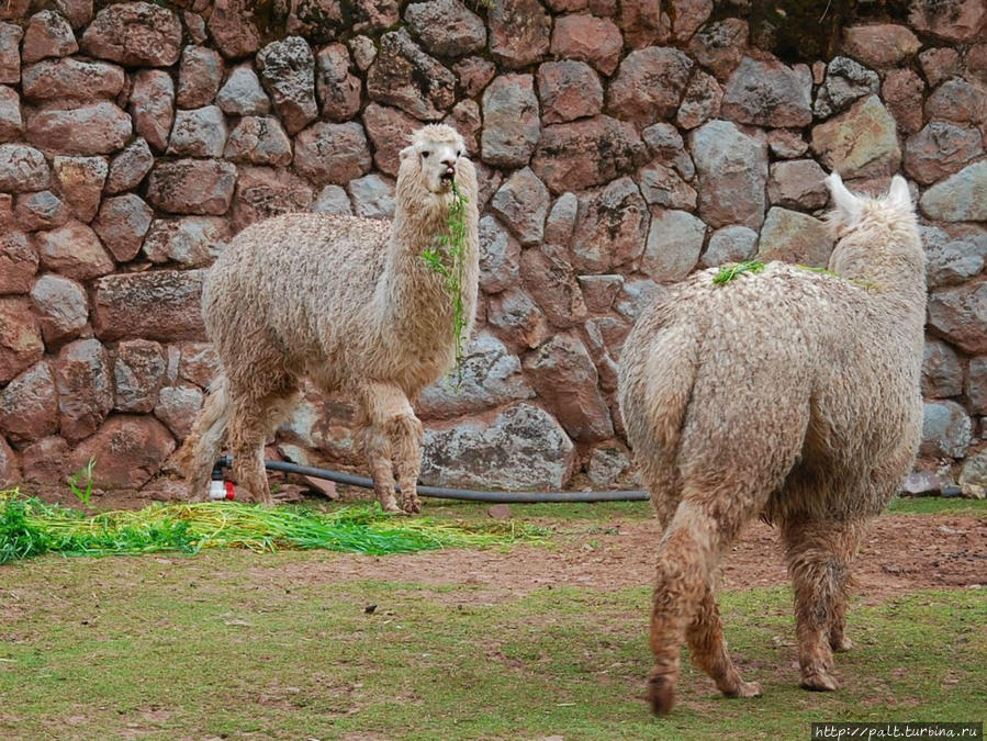 Видишь, я кушаю. А я как зеленое украшение ношу Регион Куско, Перу