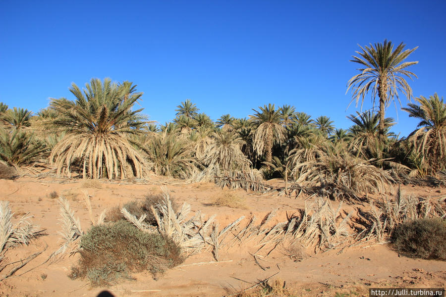 Финиковые оазисы в Алжире Бешар, Алжир