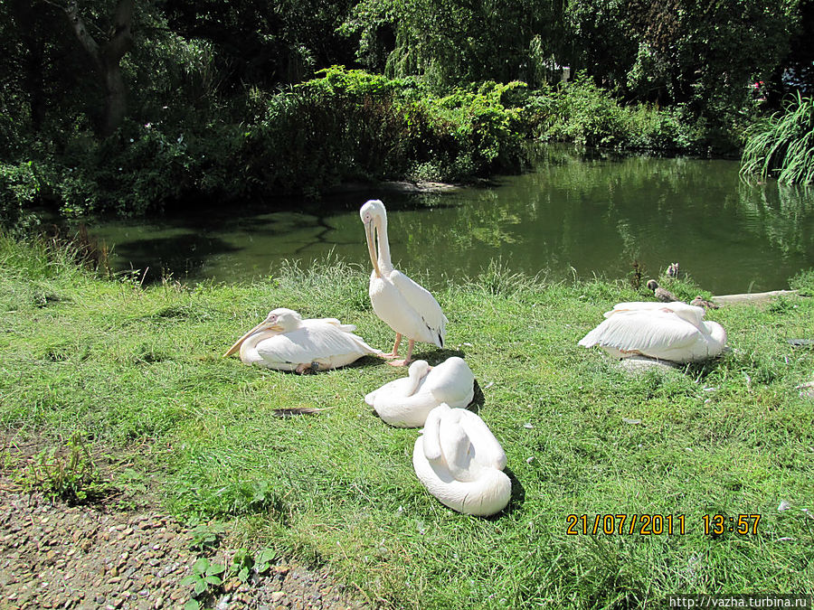 Похожи на пеликанов Похожи на пеликанов