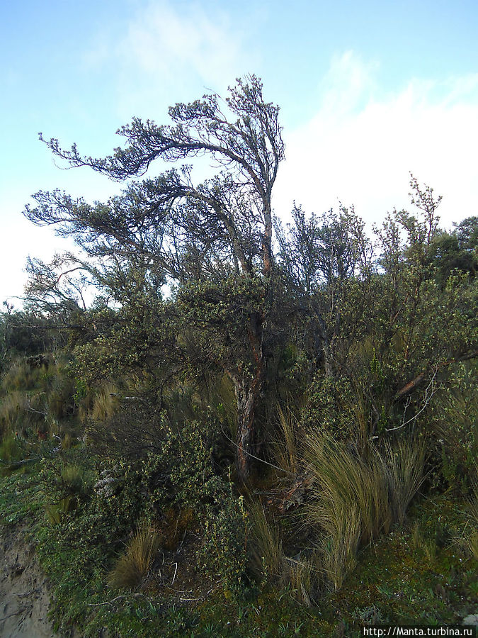 Деревья в дикой природе в горах Эквадора бывают только такими, маленькими, с красиво искривленными ветками. Мачачи, Эквадор