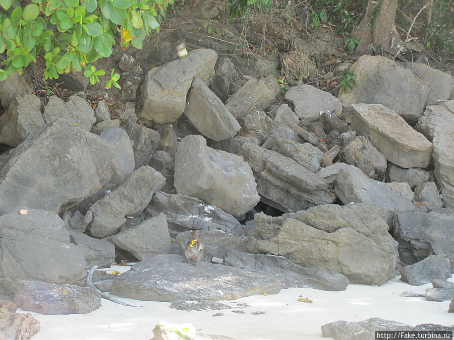 остров обезьян остров обезьян