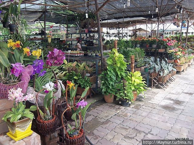 Цветы на продажу. Цветы на продажу.