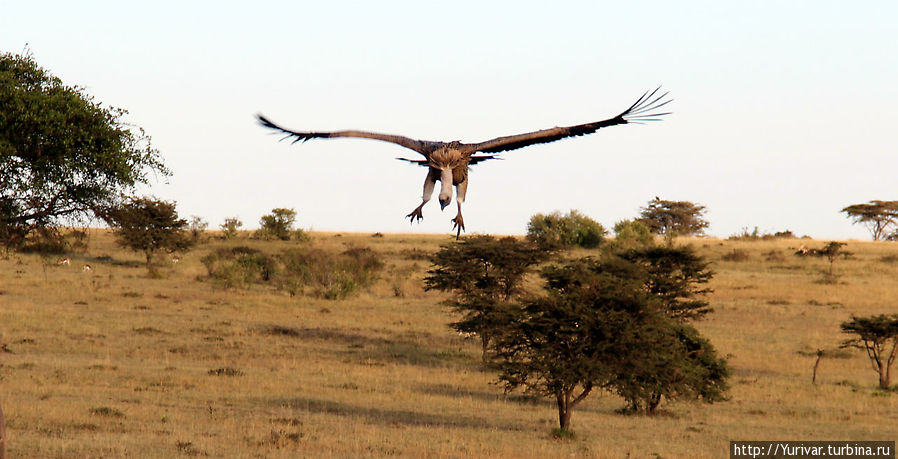 Сафари в северной части Серенгети Серенгети Национальный Парк, Танзания