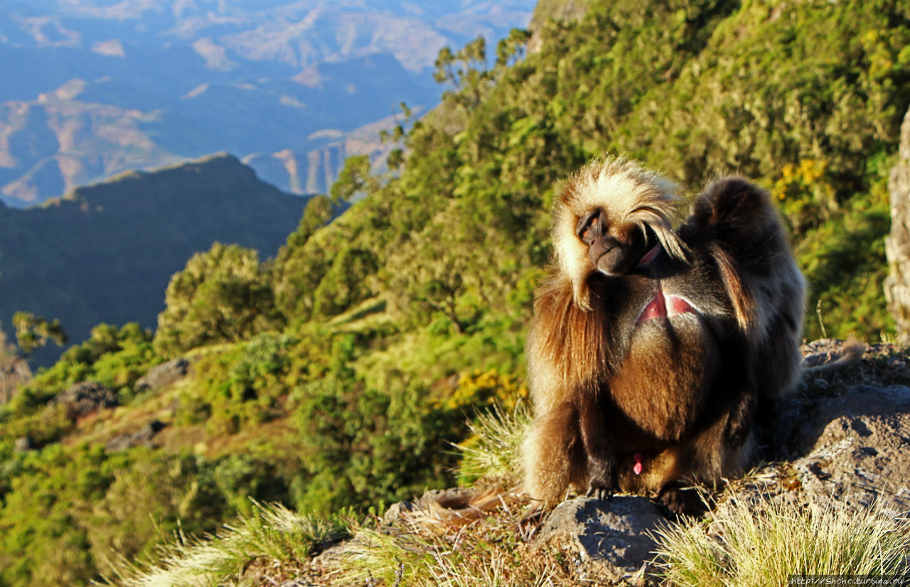 Национальный парк Сымен. Знакомство с горами и геладами Сымен Национальный Парк, Эфиопия