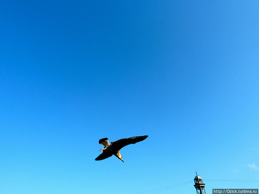 Рамбла, рамбле, рамблу... Развод по-испански Барселона, Испания Рамбла, рамбле, рамблу... Развод по-испански Барселона, Испания