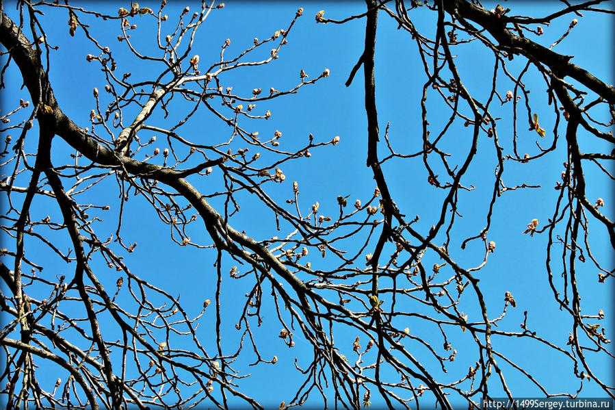 Весенняя прогулка по Нарве или размышления о ботанике Нарва, Эстония Весенняя прогулка по Нарве или размышления о ботанике Нарва, Эстония