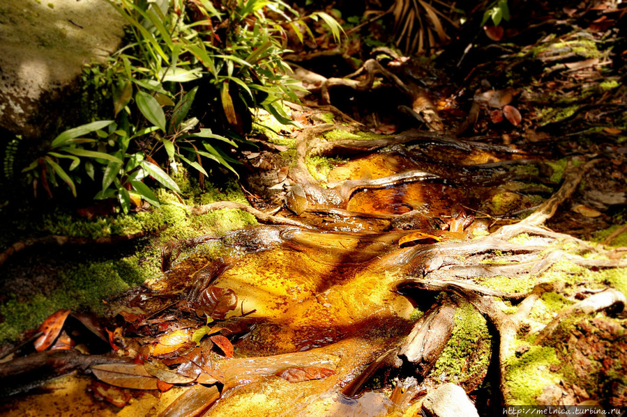 По сути тропы — это  многочисленные ручьи, стекающие с верха скалы, куда взбираются джунгли Бако Национальный Парк, Малайзия