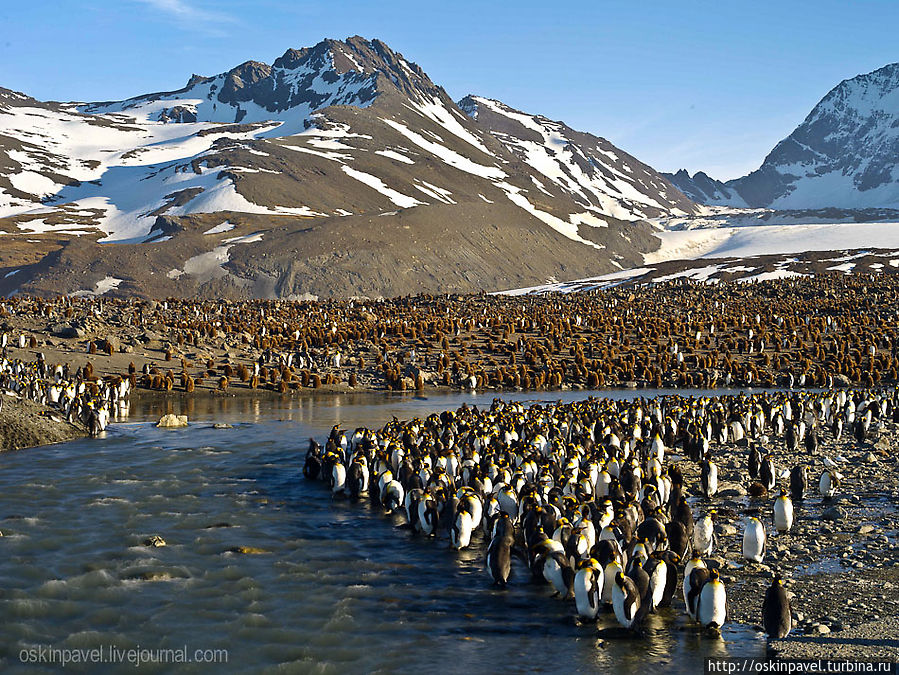 бог создал труд и обезьяну
чтоб получился человек
а вот пингвина он не трогал
тот сразу вышел хорошо бог создал труд и обезьяну
чтоб получился человек
а вот пингвина он не трогал
тот сразу вышел хорошо