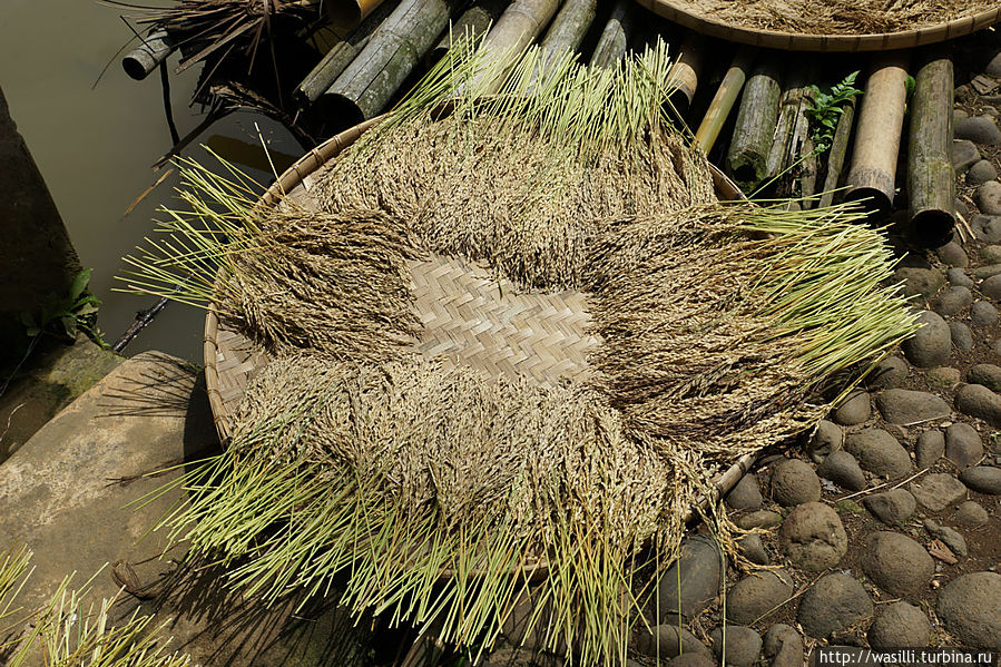 Заготовка риса. Заготовка риса.