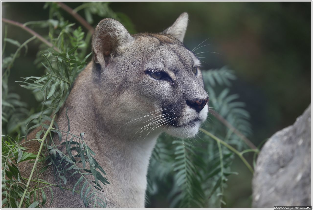 Зоопарк Лимы. Перу Лима, Перу Зоопарк Лимы. Перу Лима, Перу