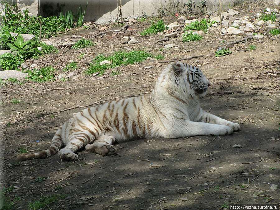 Зоопарк Шанхая Шанхай, Китай Зоопарк Шанхая Шанхай, Китай