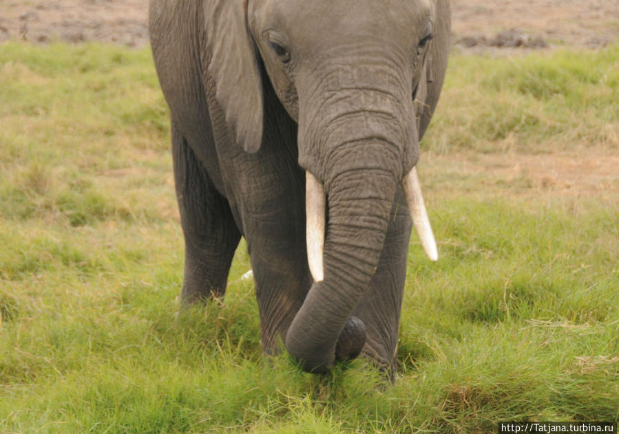 Борьба слонов за самку в парке Амбосели Амбосели Национальный Парк, Кения Борьба слонов за самку в парке Амбосели Амбосели Национальный Парк, Кения