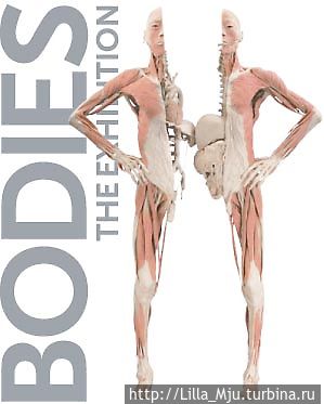 Выставка тел / Bodies The Exhibition