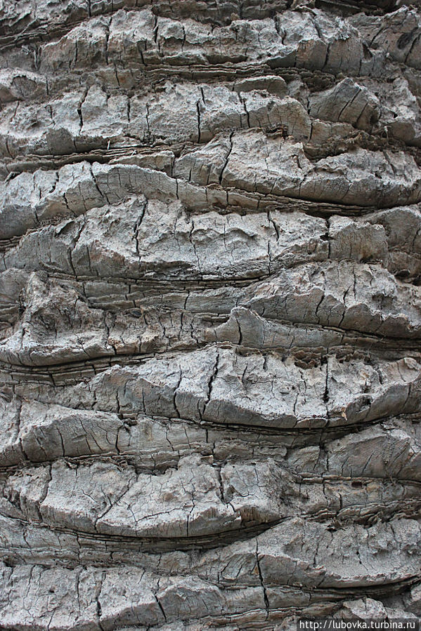 Представлена разная фактура деревьев. Представлена разная фактура деревьев.