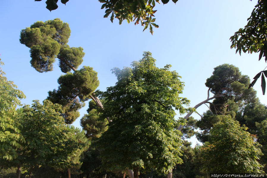 Разведенные деревья Мадрид, Испания