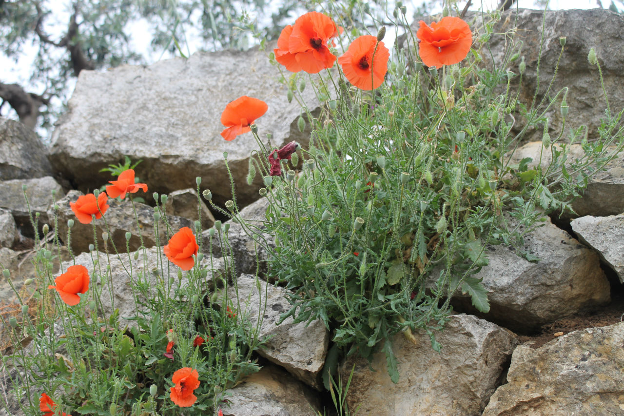 День 3. Монреале, Корлеоне. Заблудились. Сицилия, Италия День 3. Монреале, Корлеоне. Заблудились. Сицилия, Италия