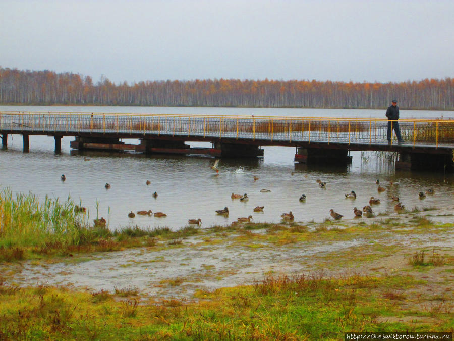 Озеро Малый Тараскуль — озеро слепней Тюмень, Россия