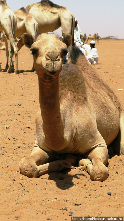 Верблюжий сук Хартум, Судан