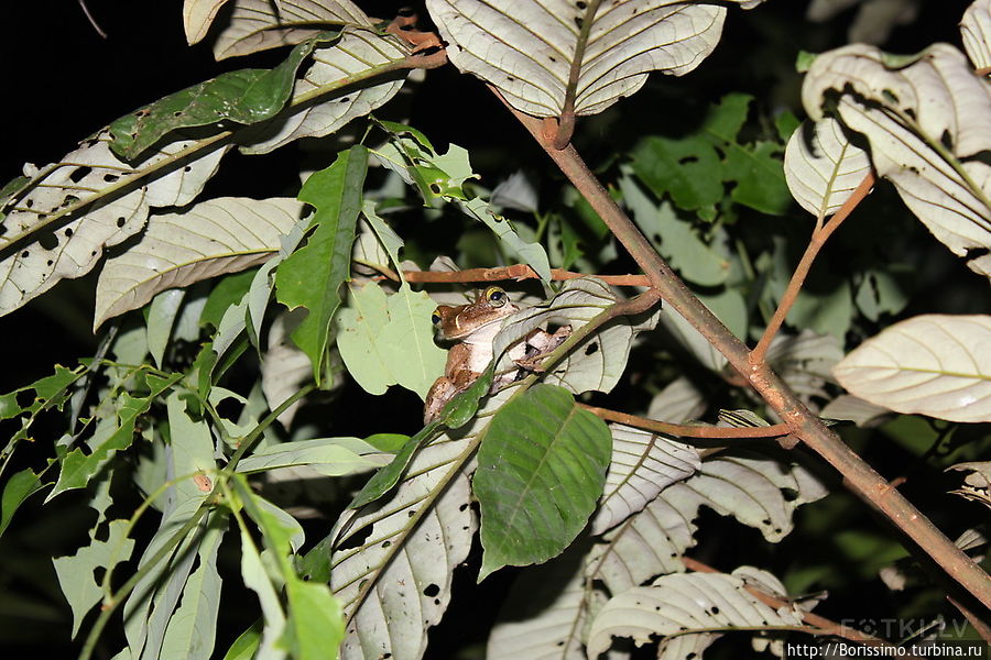 Одна из обитателей джунглей Перу Одна из обитателей джунглей Перу