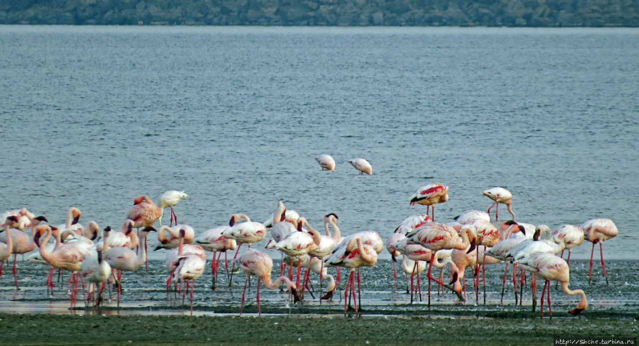 Озеро Лак Аббе Озеро Аббе, Джибути