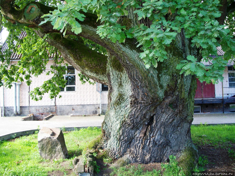 Грюнвальдский дуб в городе Ладушкин Ладушкин, Россия