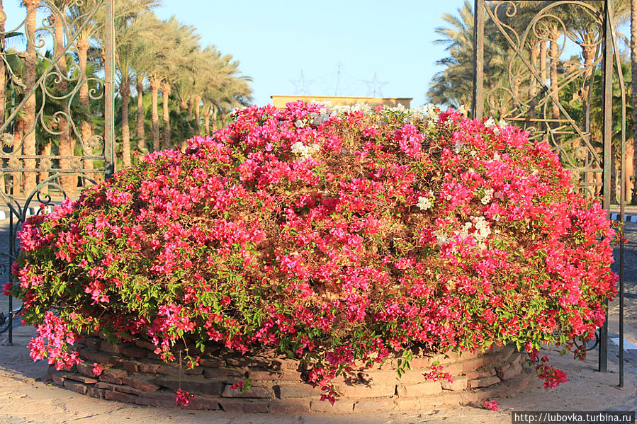 Египетская Бразильянка. Шарм-Эль-Шейх, Египет Египетская Бразильянка. Шарм-Эль-Шейх, Египет